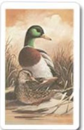 Kem store pinochle cards